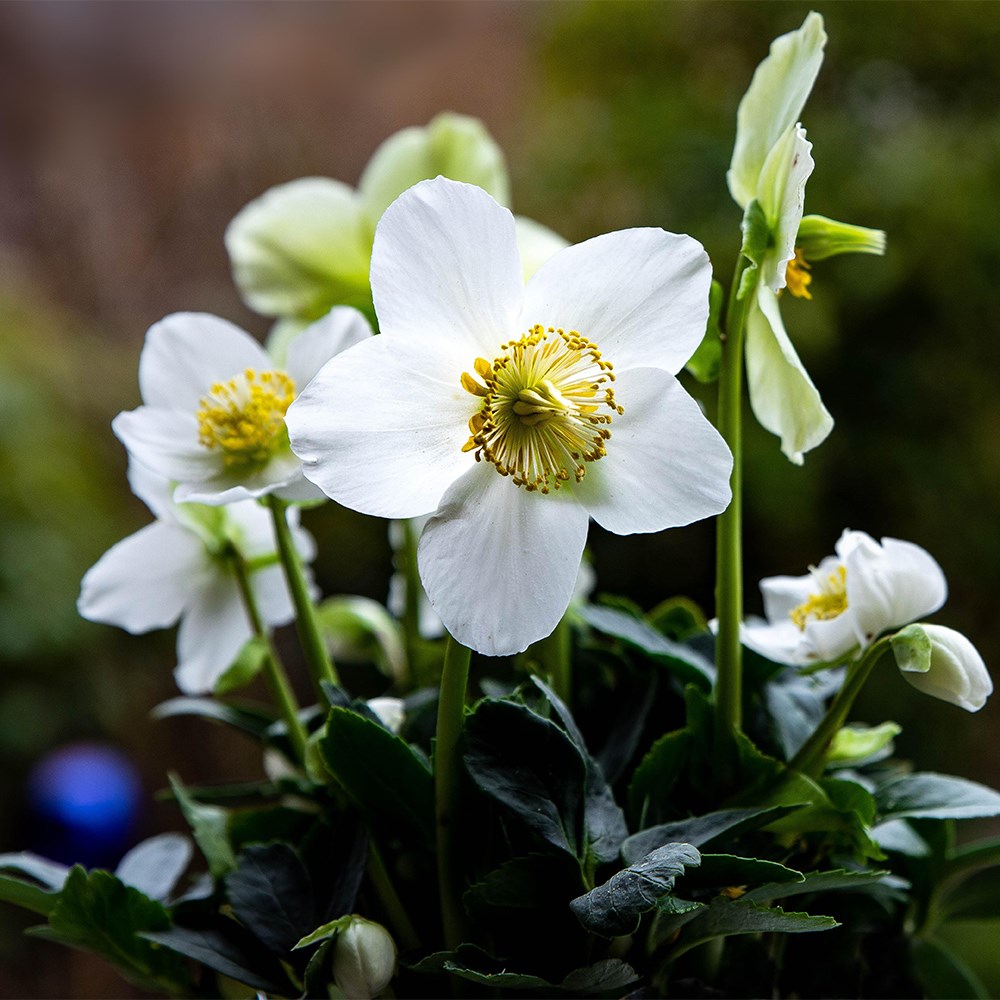 <i>Helleborus niger</i> 