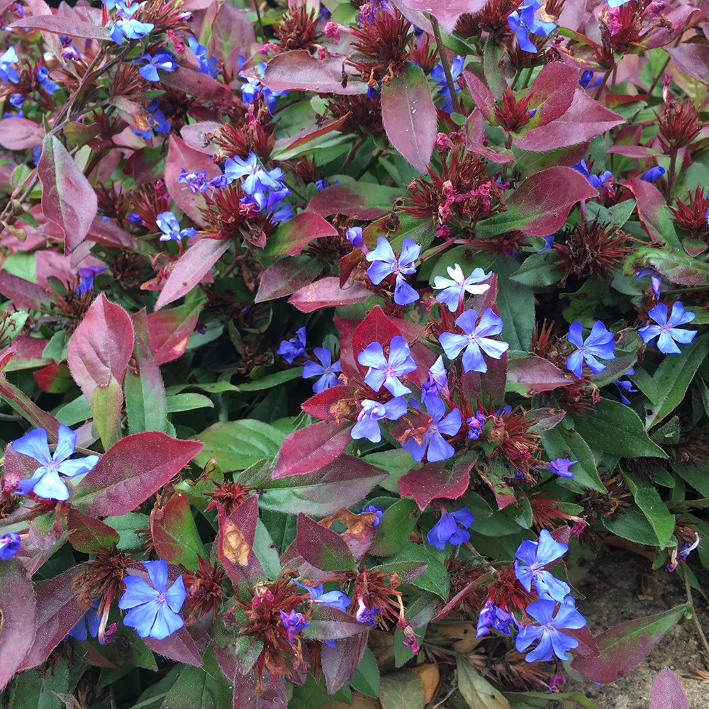<i>Ceratostigma plumbaginoides</i> 