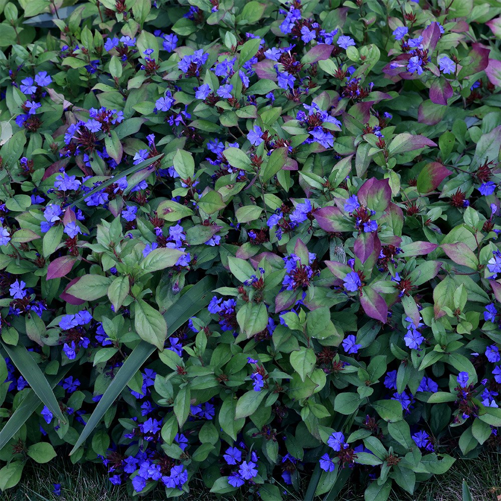 <i>Ceratostigma plumbaginoides</i> 