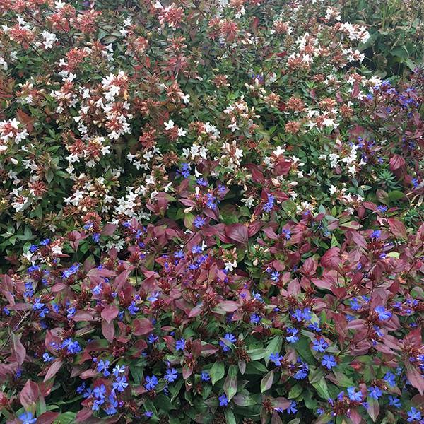 <i>Ceratostigma plumbaginoides</i> 