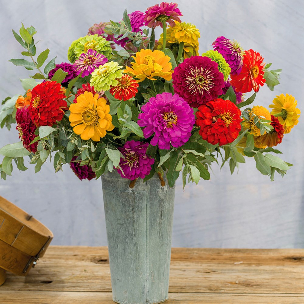 <i>Zinnia</i> 'Dahlia-Flowered Mixed'