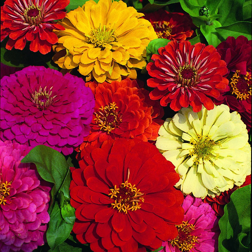 <i>Zinnia</i> 'Dahlia-Flowered Mixed'
