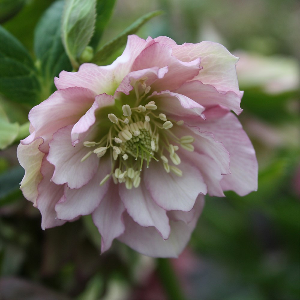 <i>Helleborus</i> × <i>hybridus</i> 'Double Ellen Pink'
