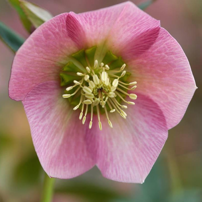 <i>Helleborus</i> × <i>hybridus</i> 'Pretty Ellen Pink'