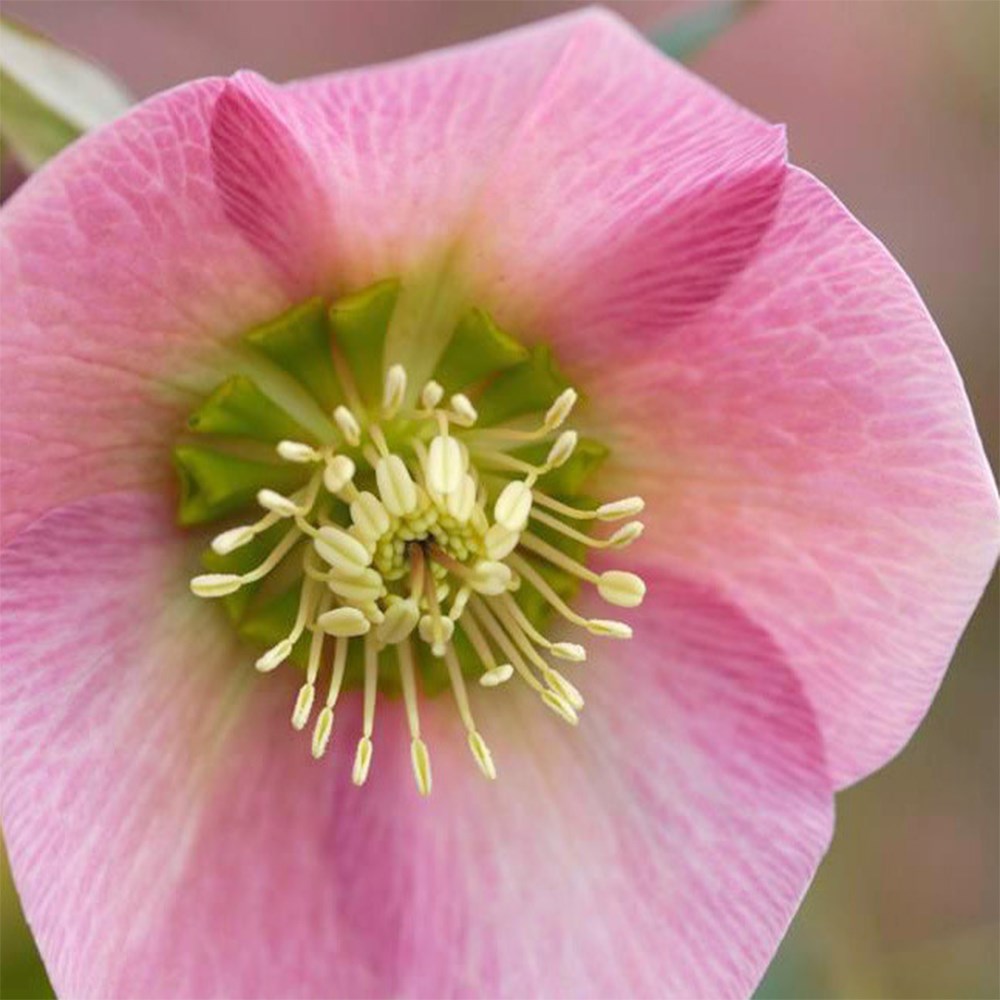 <i>Helleborus</i> × <i>hybridus</i> 'Pretty Ellen Pink'