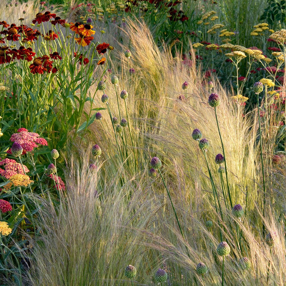 <i>Stipa tenuissima</i> 
