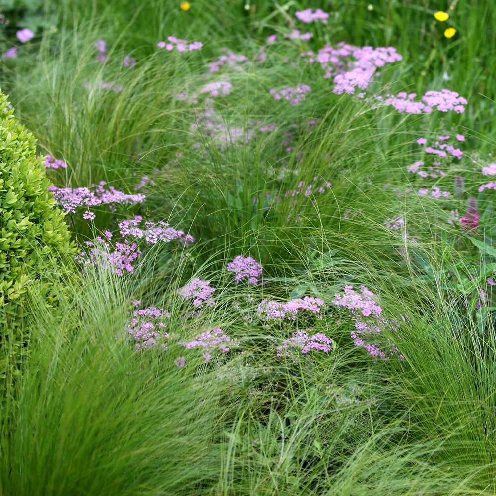 <i>Stipa tenuissima</i> 
