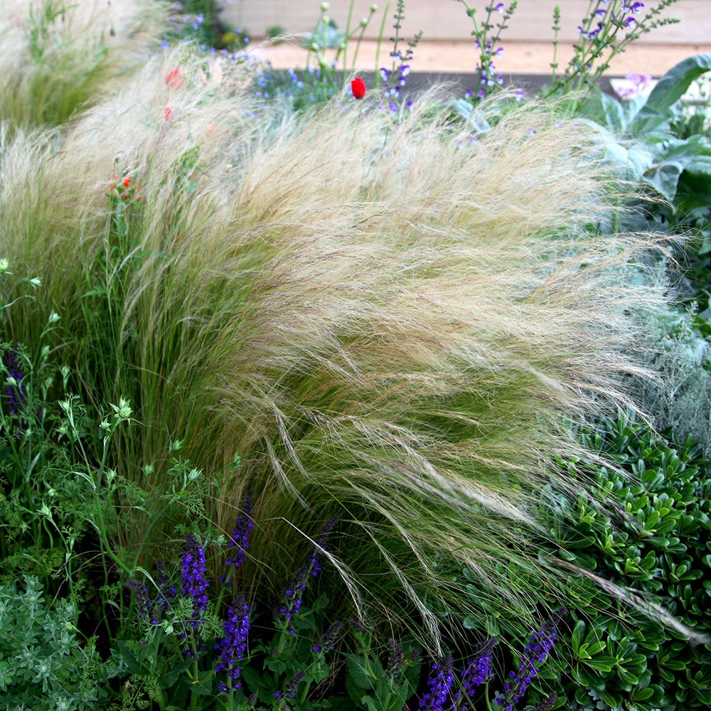 <i>Stipa tenuissima</i> 