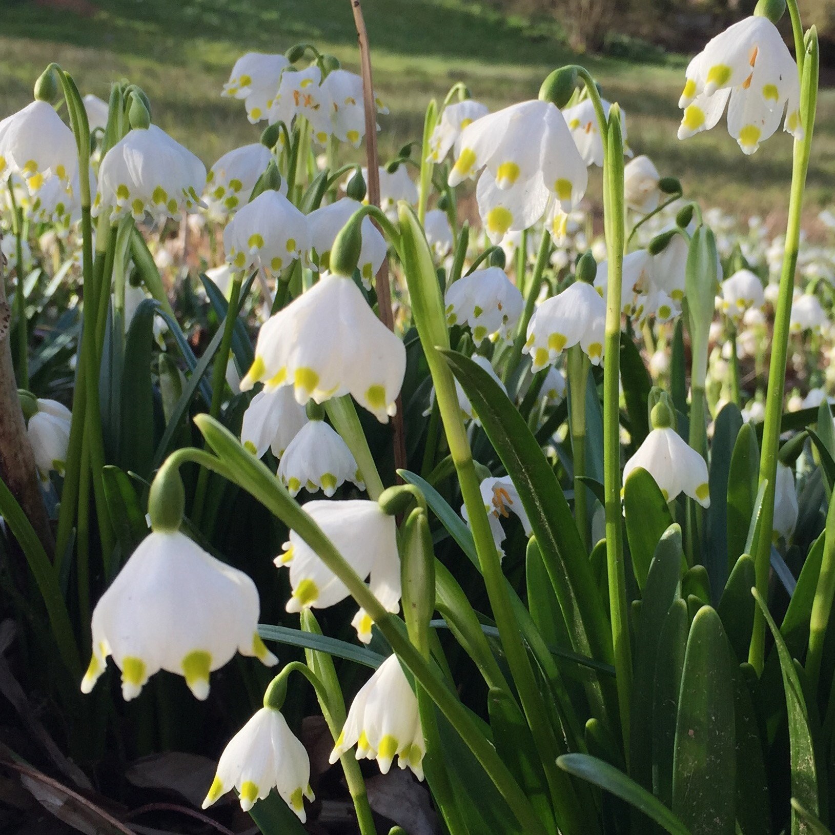 <i>Leucojum vernum</i> 