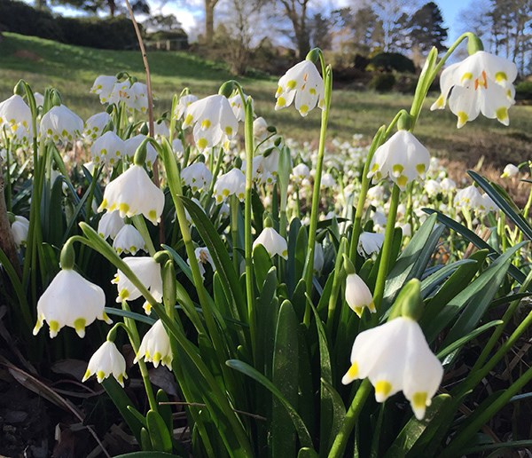 <i>Leucojum vernum</i> 