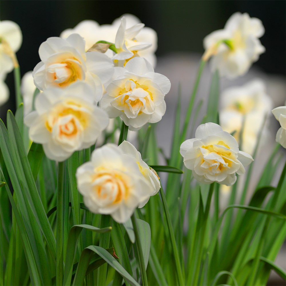 <i>Narcissus</i> 'Bridal Crown'