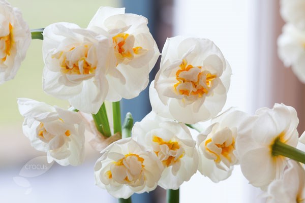 <i>Narcissus</i> 'Bridal Crown'