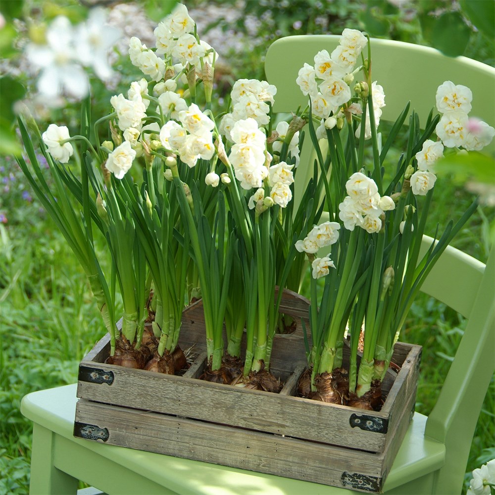 <i>Narcissus</i> 'Bridal Crown'