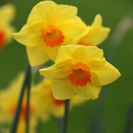Narcissus Red Devon