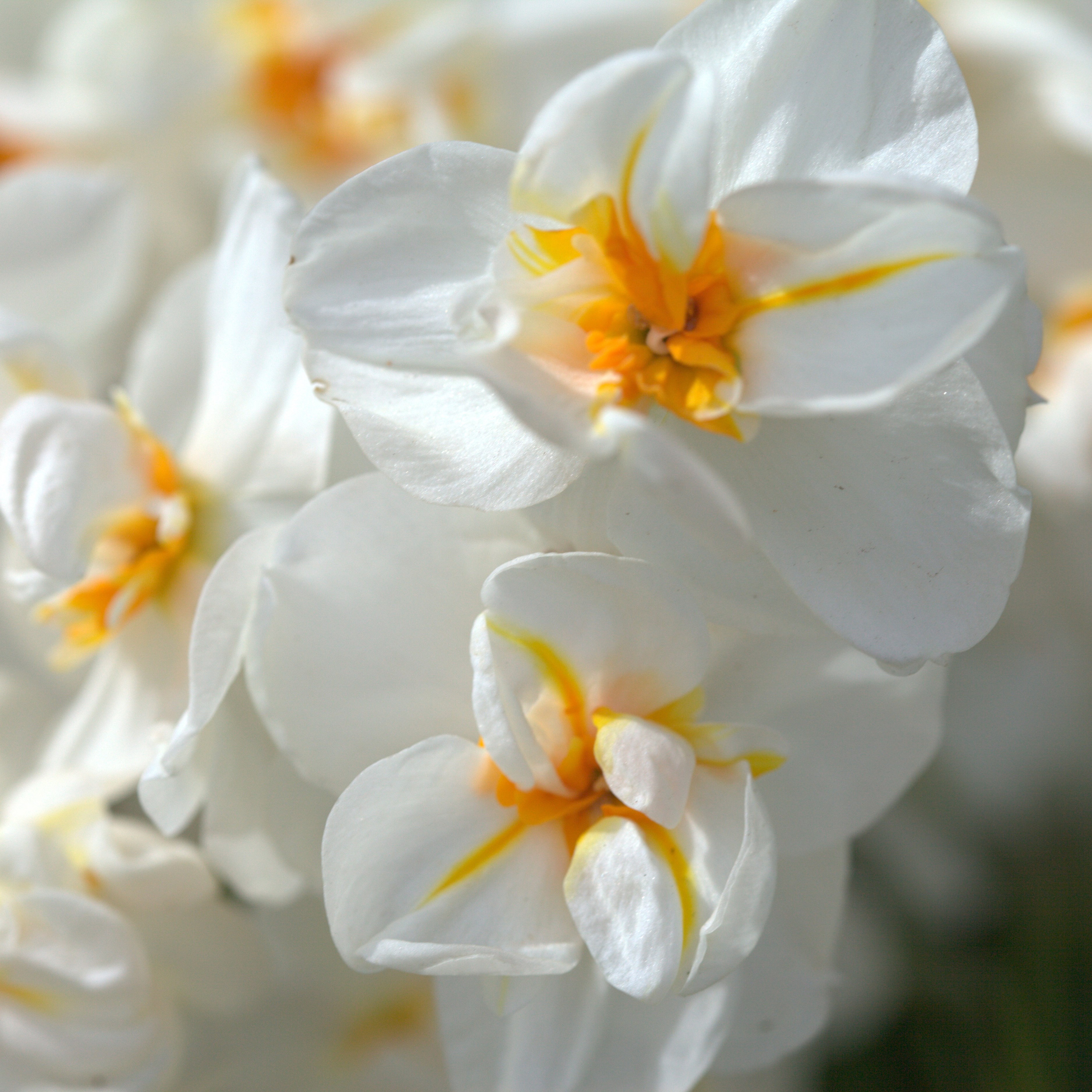 <i>Narcissus</i> 'Sir Winston Churchill'