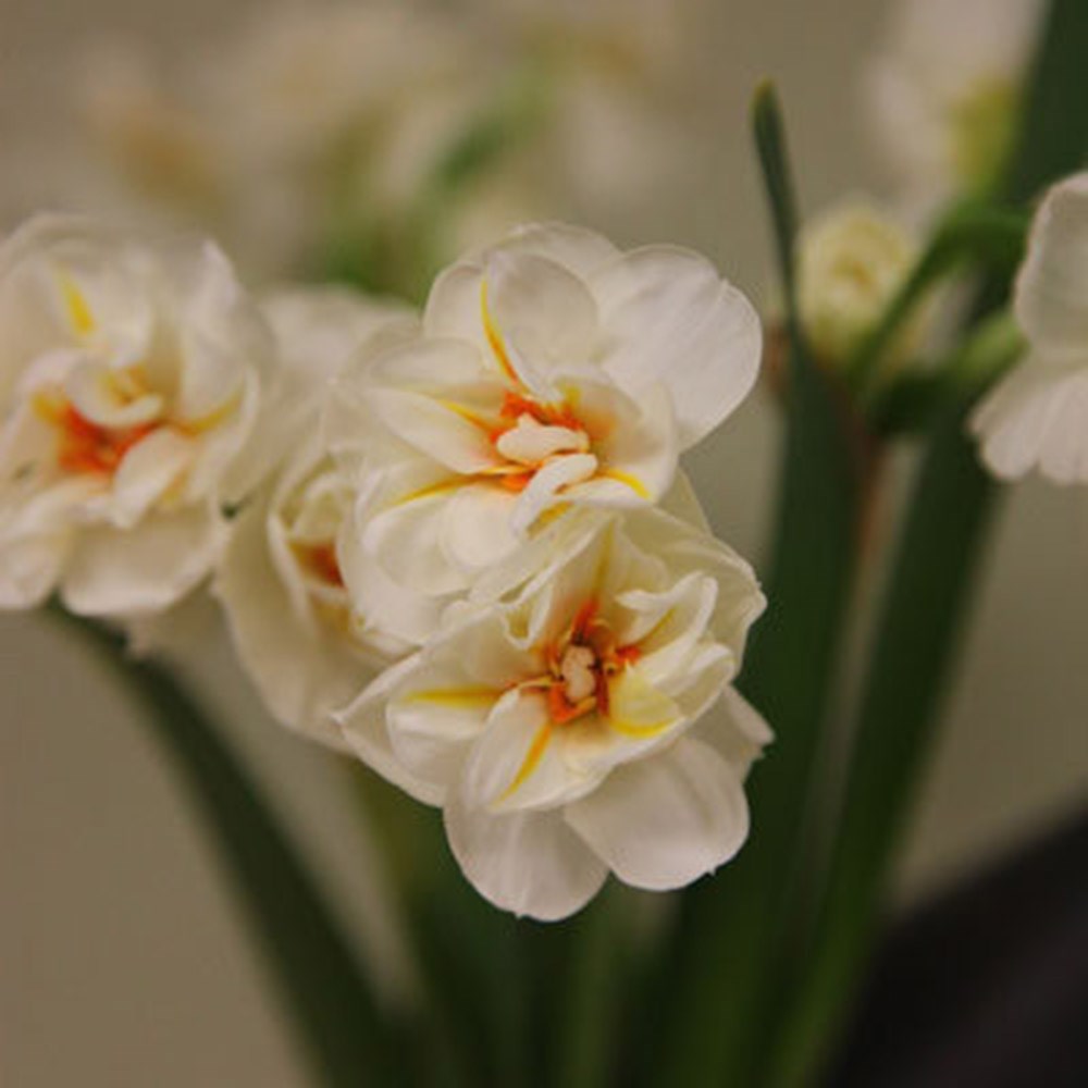 <i>Narcissus</i> 'Sir Winston Churchill'
