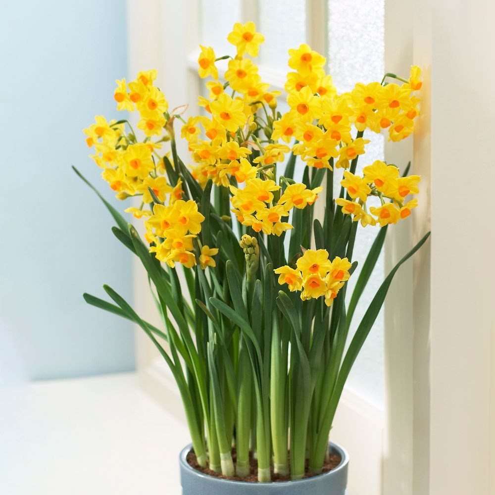 <i>Narcissus</i> 'Grand Soleil d'Or'