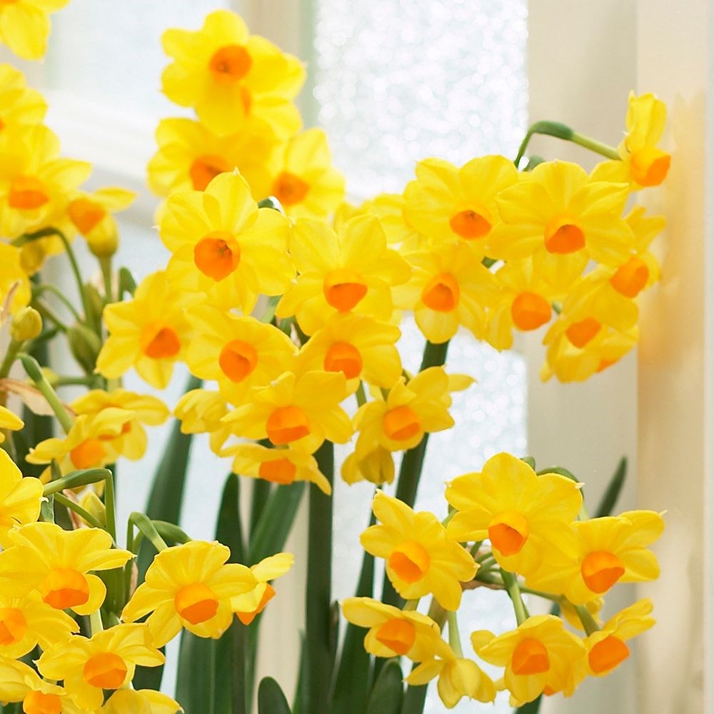 <i>Narcissus</i> 'Grand Soleil d'Or'