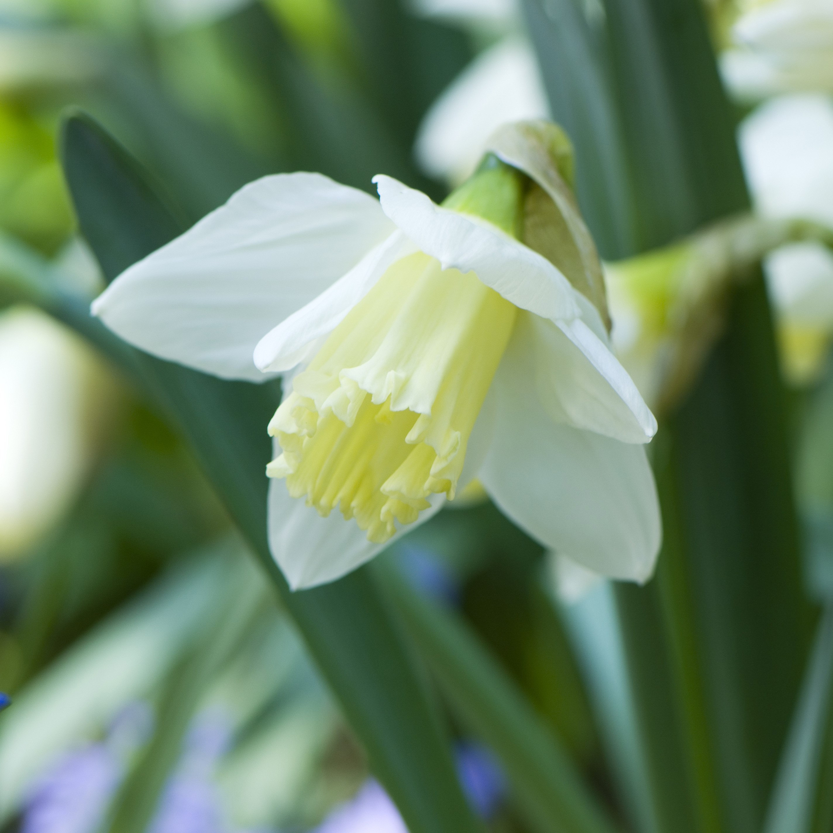 <i>Narcissus</i> 'Ice Follies'