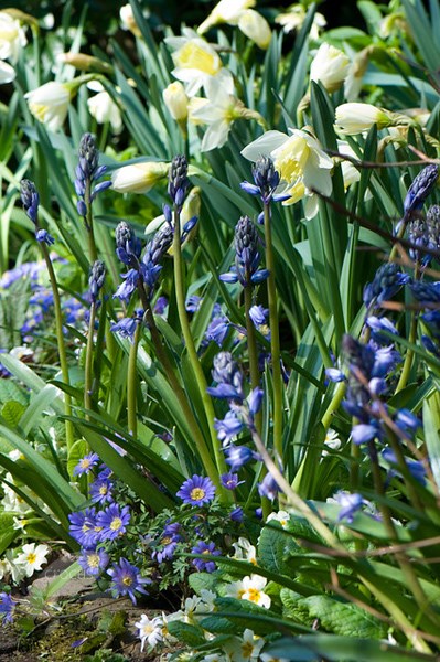 <i>Narcissus</i> 'Ice Follies'