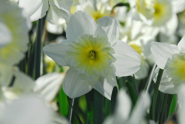 <i>Narcissus</i> 'Ice Follies'
