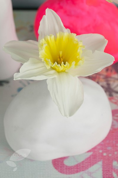 <i>Narcissus</i> 'Ice Follies'