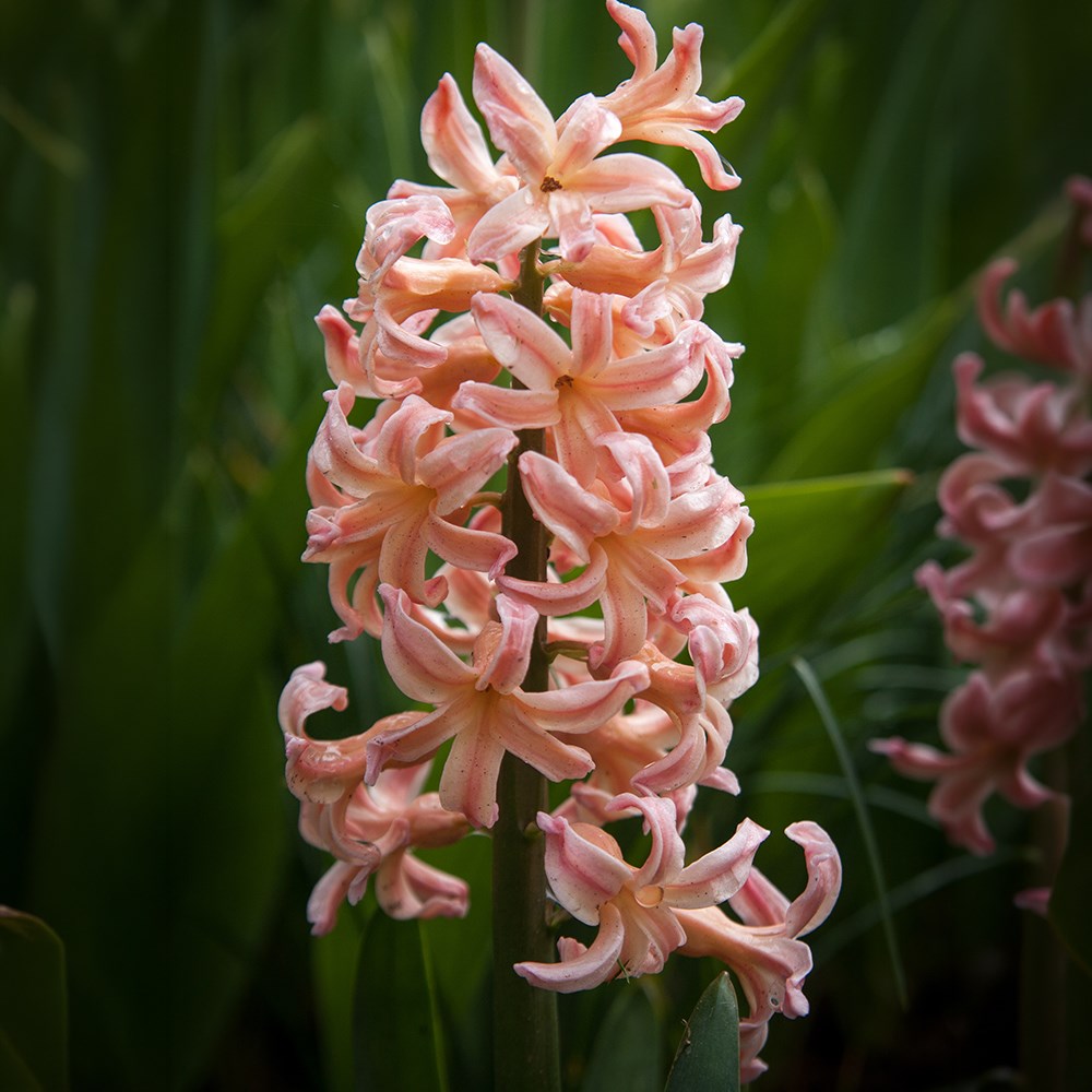 <i>Hyacinthus orientalis</i> 'Gipsy Queen'