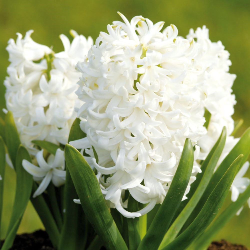 <i>Hyacinthus orientalis</i> 'White Pearl'