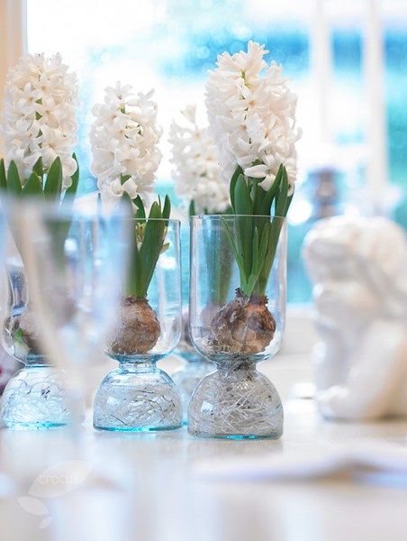<i>Hyacinthus orientalis</i> 'White Pearl'