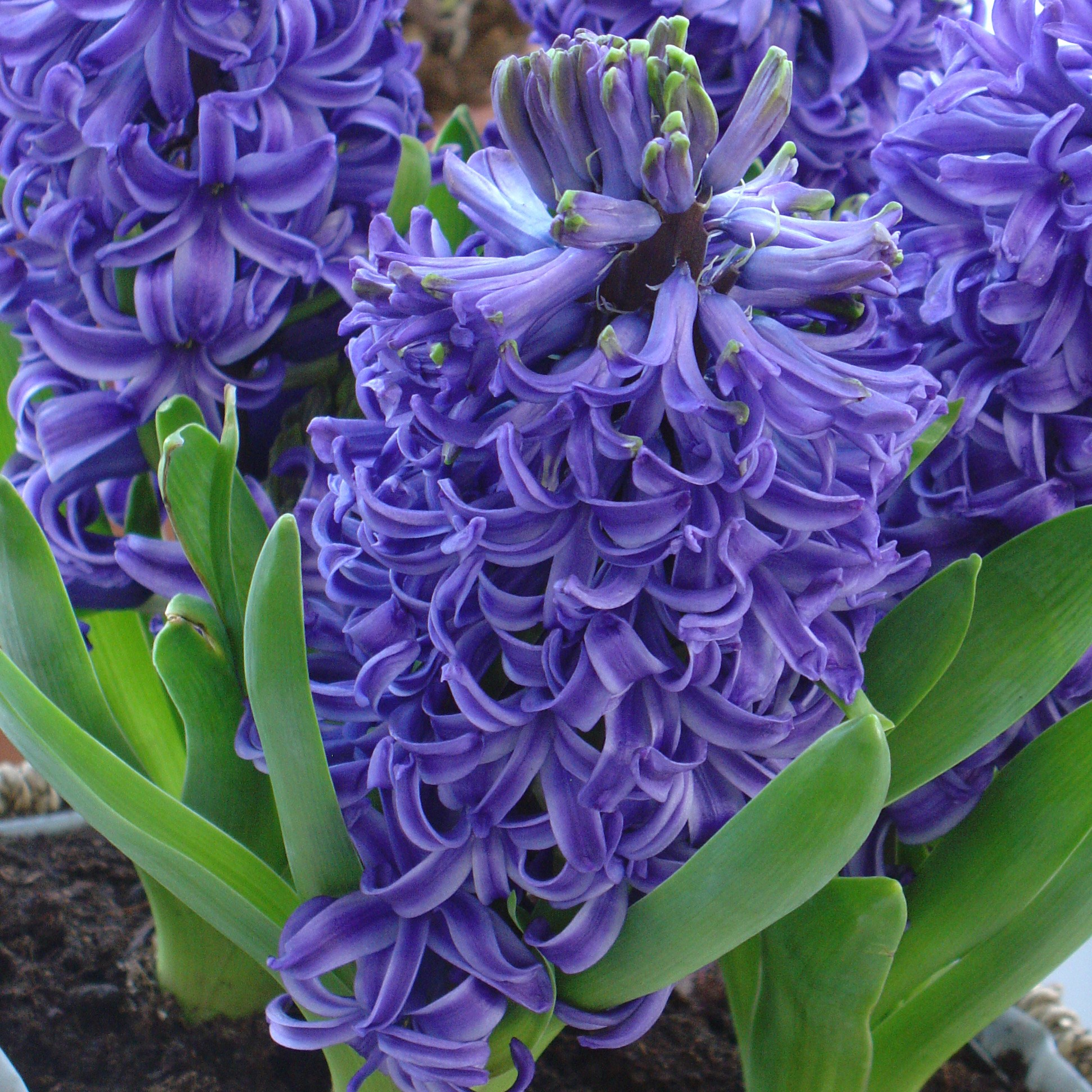 <I>Hyacinthus orientalis</i> 'Blue Pearl' (PBR)