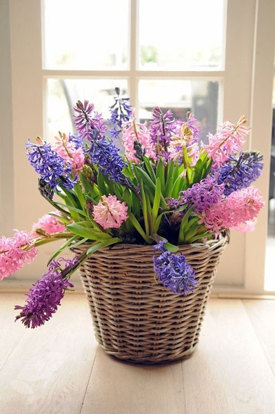 <I>Hyacinthus orientalis</i> 'Blue Pearl' (PBR)