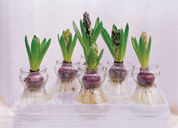 <I>Hyacinthus orientalis</i> 'Blue Pearl' (PBR)