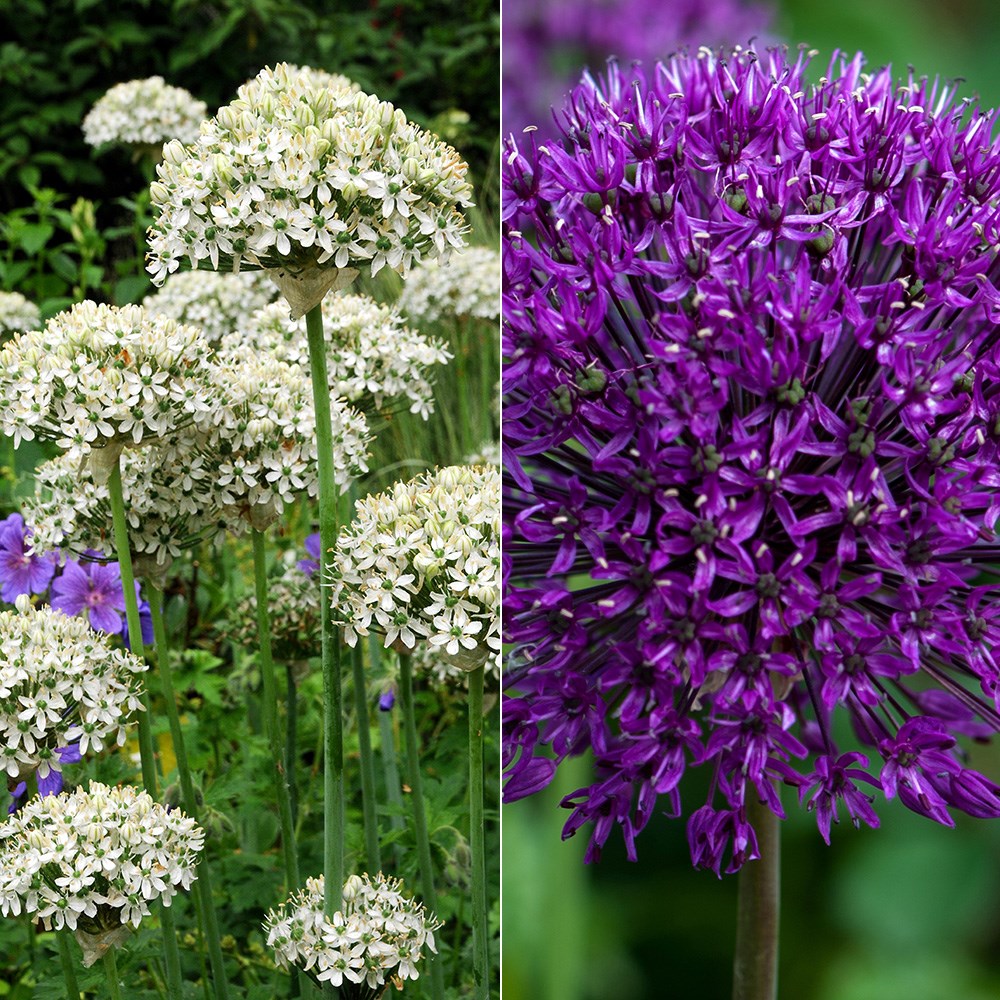 Striking allium collection