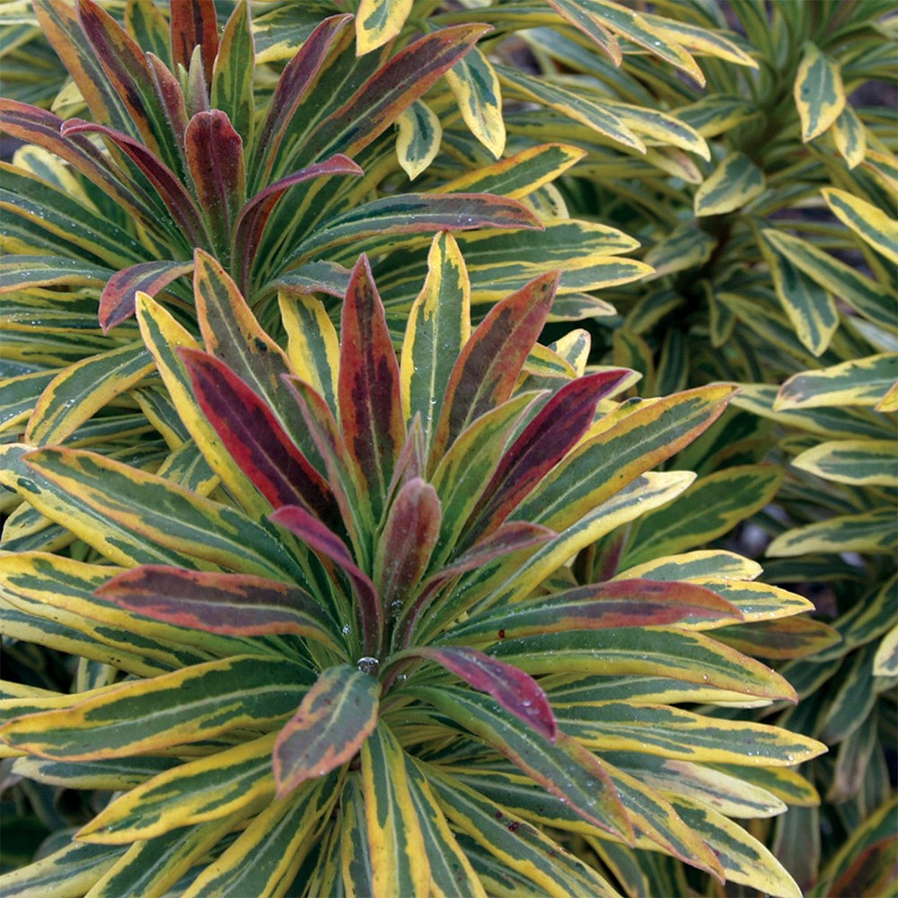 <i>Euphorbia</i> × <i>martini</i> 'Ascot Rainbow' (PBR)
