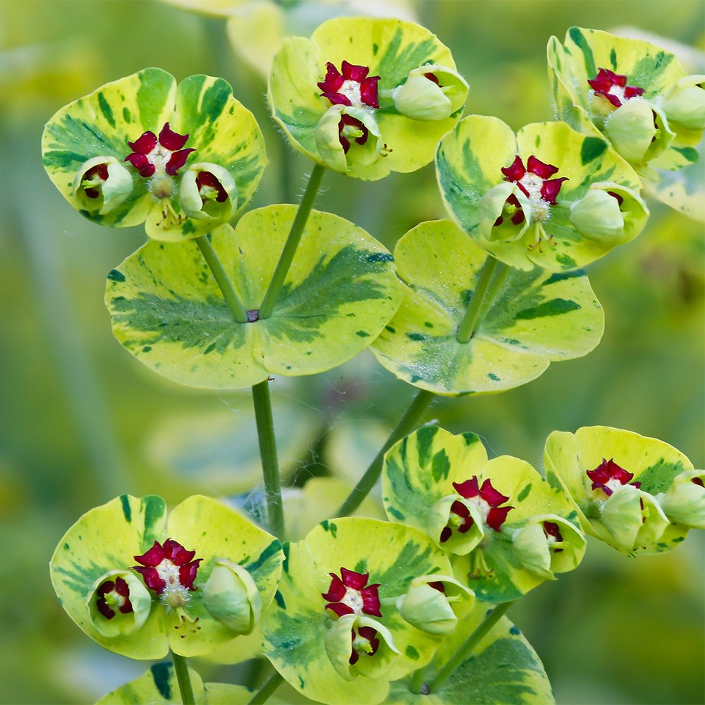 <i>Euphorbia</i> × <i>martini</i> 'Ascot Rainbow' (PBR)
