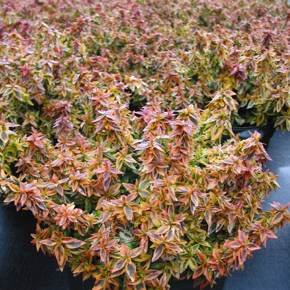 <i>Abelia</i> × <i>grandiflora</i> 'Kaleidoscope' (PBR)