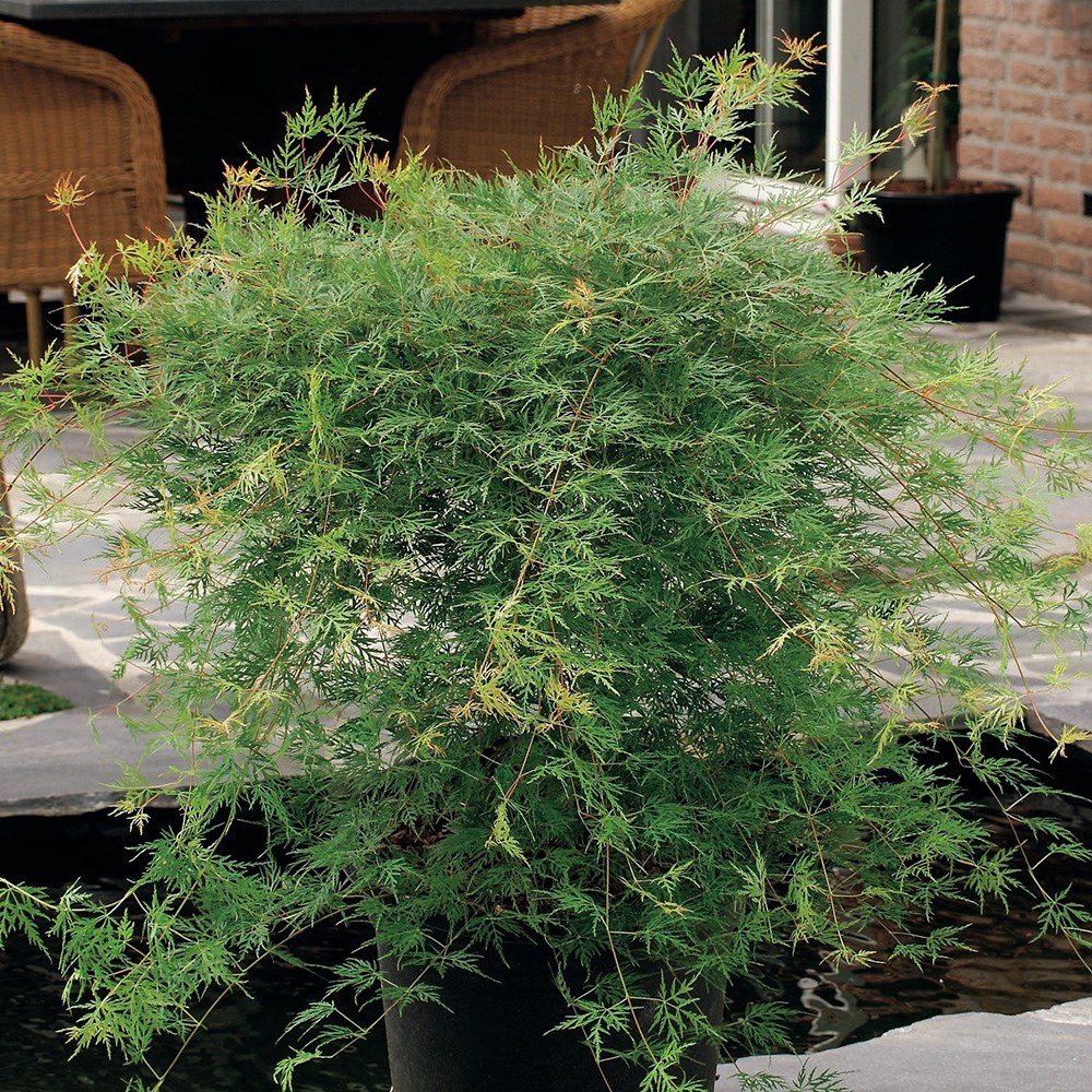 <i>Acer palmatum</i> 'Emerald Lace'