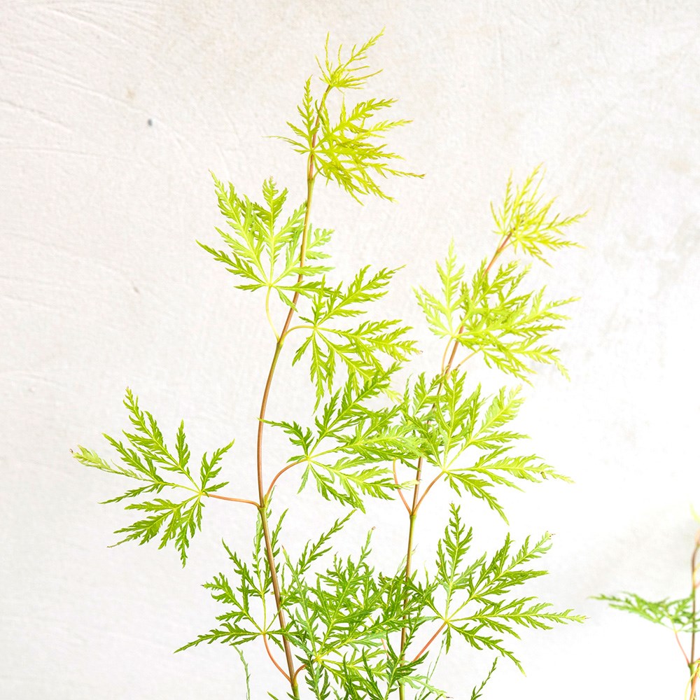 <i>Acer palmatum</i> 'Emerald Lace'