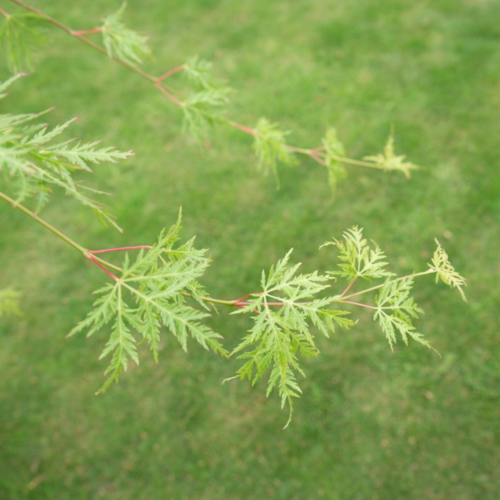 <i>Acer palmatum</i> 'Emerald Lace'
