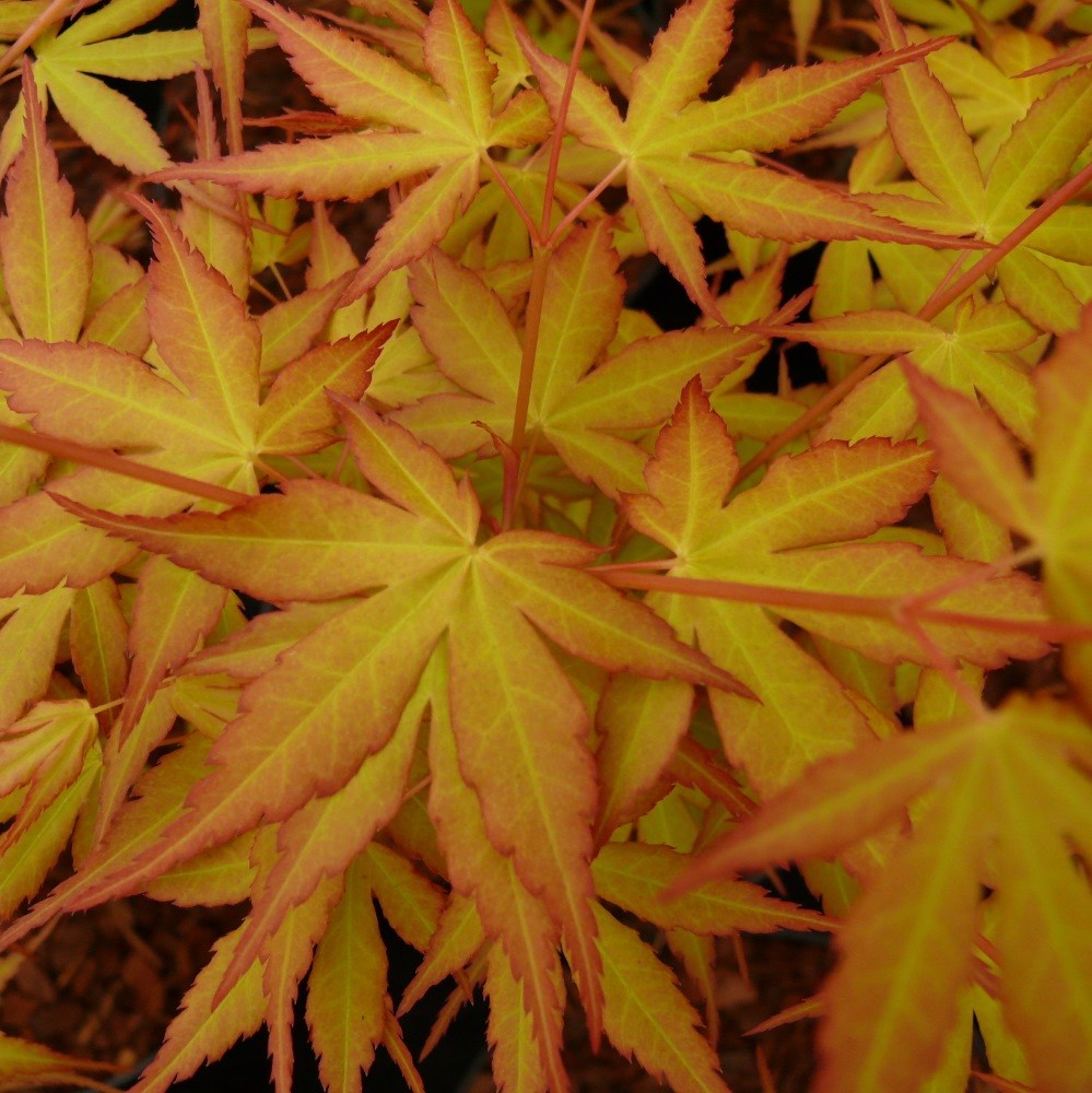 <I>Acer palmatum</i> 'Katsura'