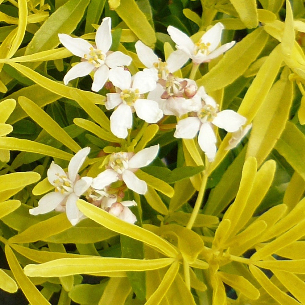 <i>Choisya</i> × <i>dewitteana</i> 'Aztec Gold' (PBR)
