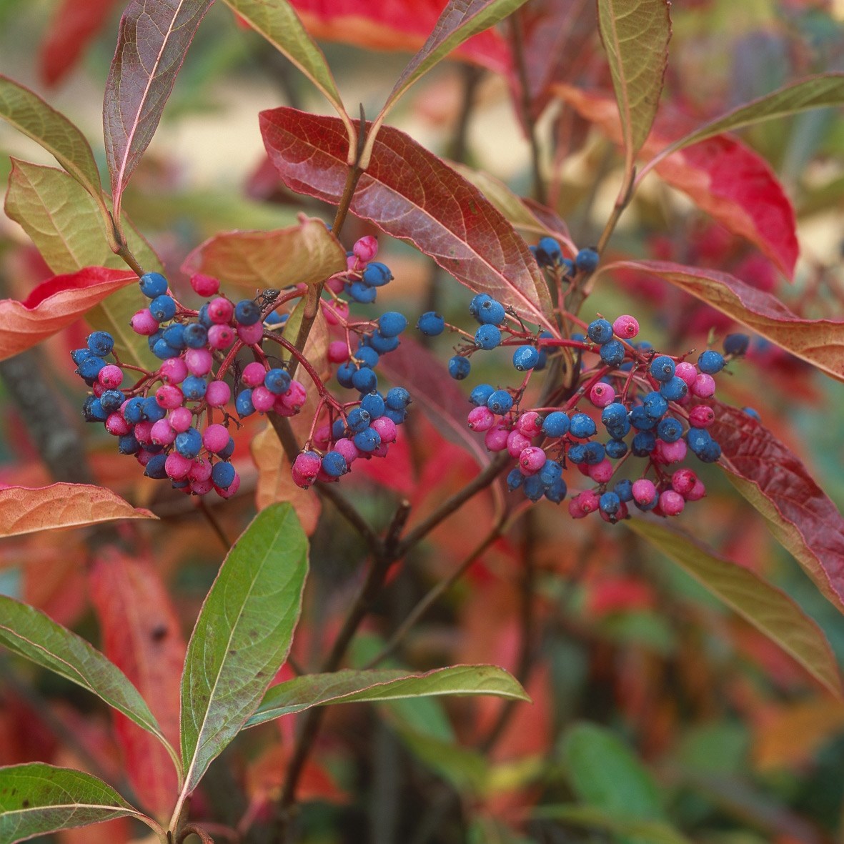 <i>Viburnum nudum</i> 'Pink Beauty'
