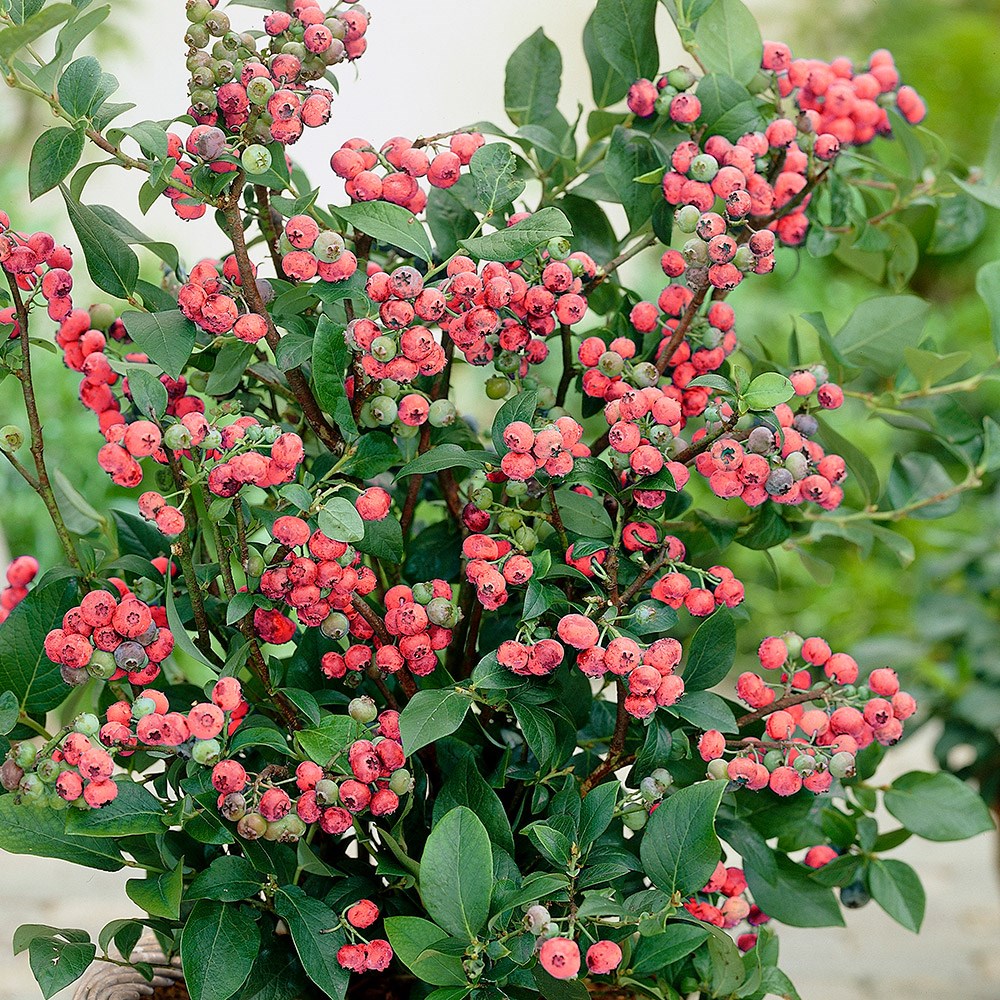 blueberry 'Pink Lemonade'