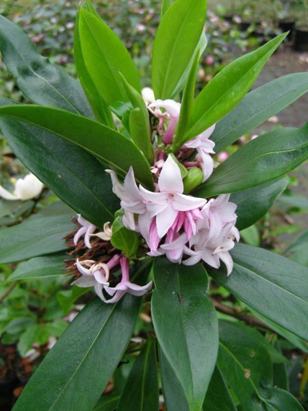 <i>Daphne</i> <b class=small-caps>Perfume Princess</b> ('Dapjur01') (PBR)