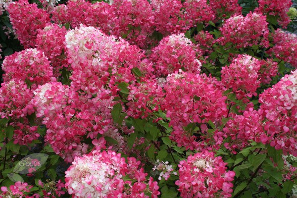 <i>Hydrangea paniculata</i> <b class=small-caps>Diamant Rouge</b> ('Rendia') (PBR)