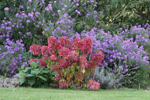 <i>Hydrangea paniculata</i> <b class=small-caps>Diamant Rouge</b> ('Rendia') (PBR)