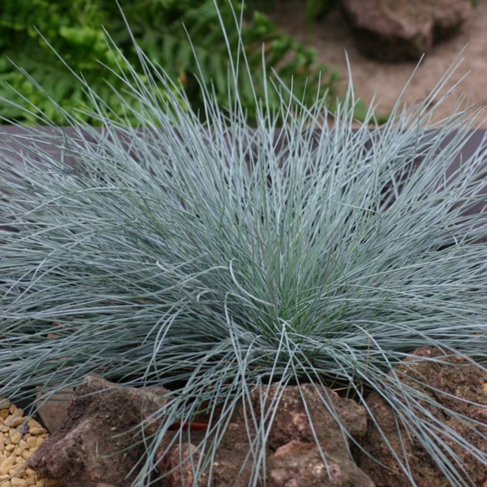 <i>Festuca glauca</i> <b class=small-caps>Intense Blue</b> ('Casblue') (PBR)