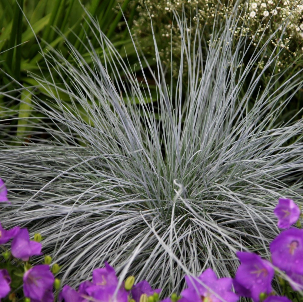 <i>Festuca glauca</i> <b class=small-caps>Intense Blue</b> ('Casblue') (PBR)
