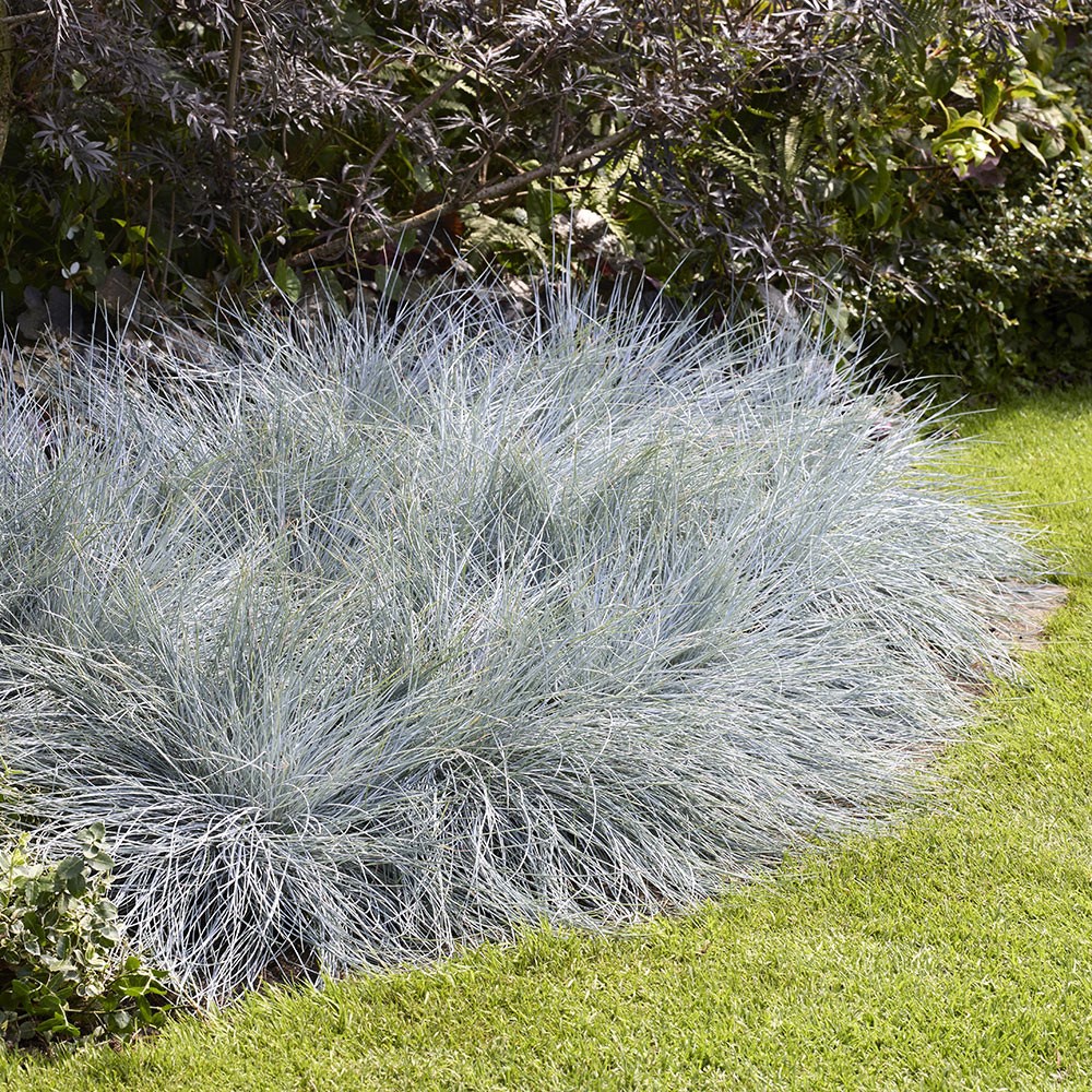 <i>Festuca glauca</i> <b class=small-caps>Intense Blue</b> ('Casblue') (PBR)