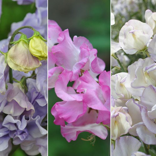 Award-winning sweet pea collection highly scented